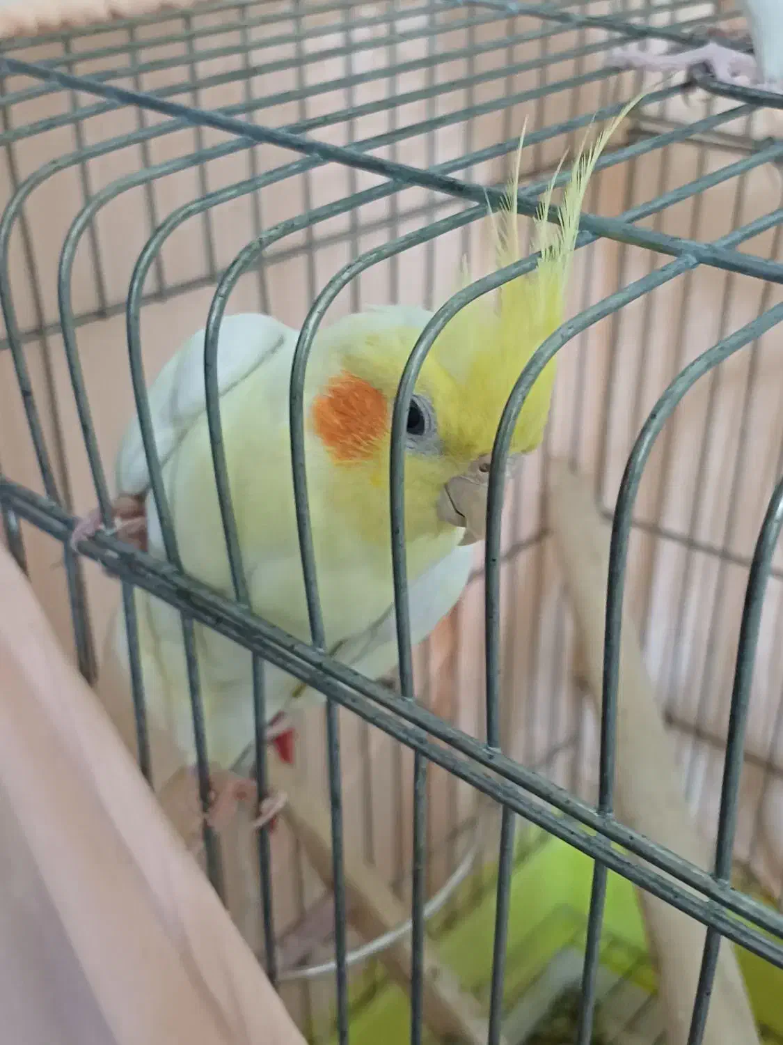 عروس هلندی|پرنده|چهاردانگه (تهران), |دیوار