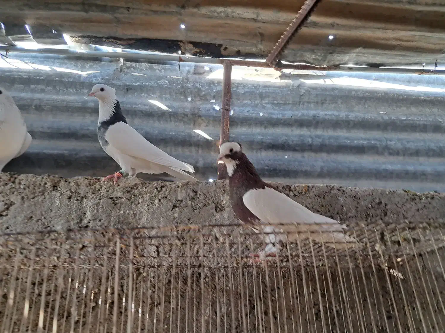 جفت رنگی|پرنده|شیراز, شاپورجان|دیوار