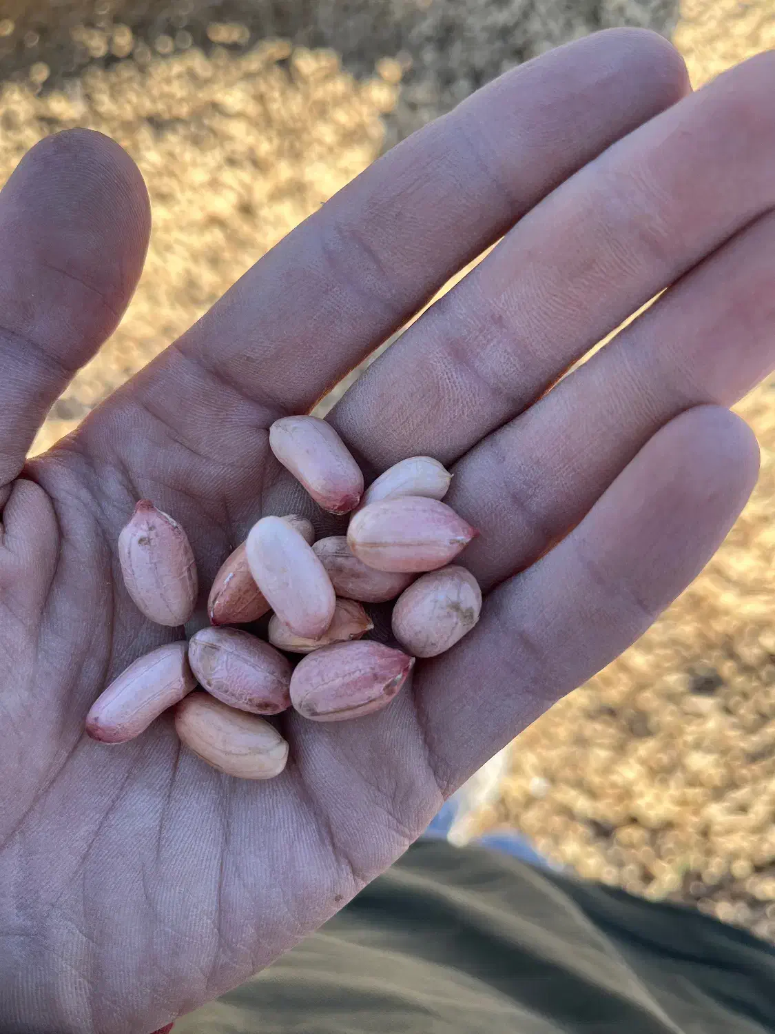 بادام رقم گلی افتاب خشک|عمده‌فروشی|آستانه اشرفیه, |دیوار