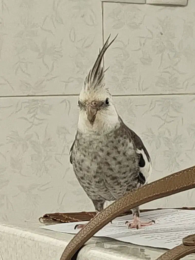 عروس هلندی دستی|حیوانات|شیراز, کوشک میدان|دیوار