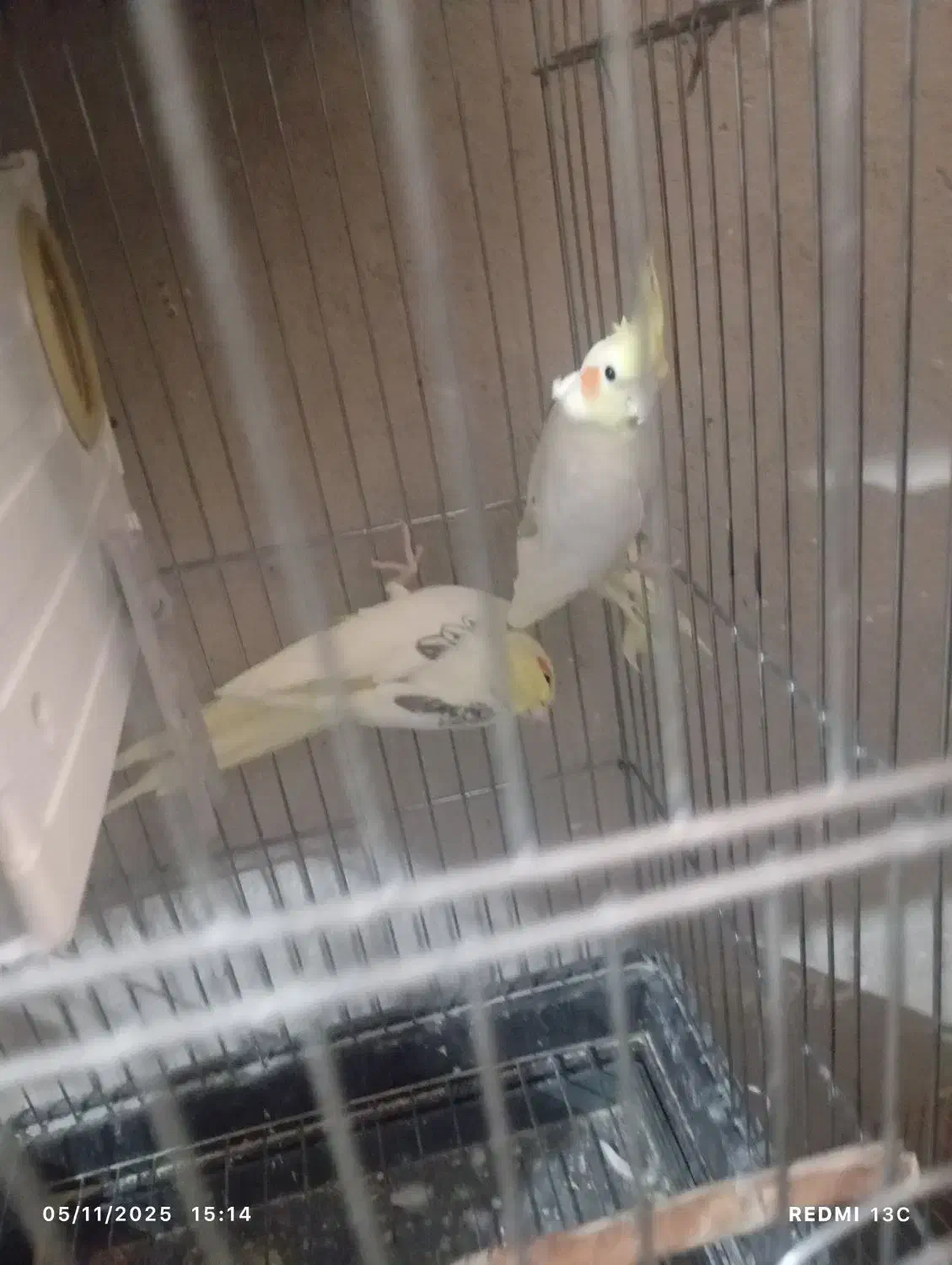 عروس هلندی|پرنده|سمنان, |دیوار