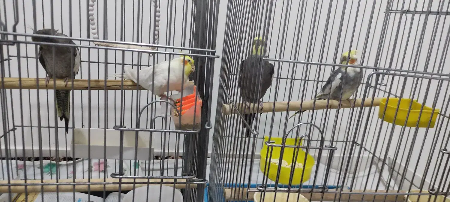 چهار عدد طوطی با قفس|پرنده|سنندج, |دیوار