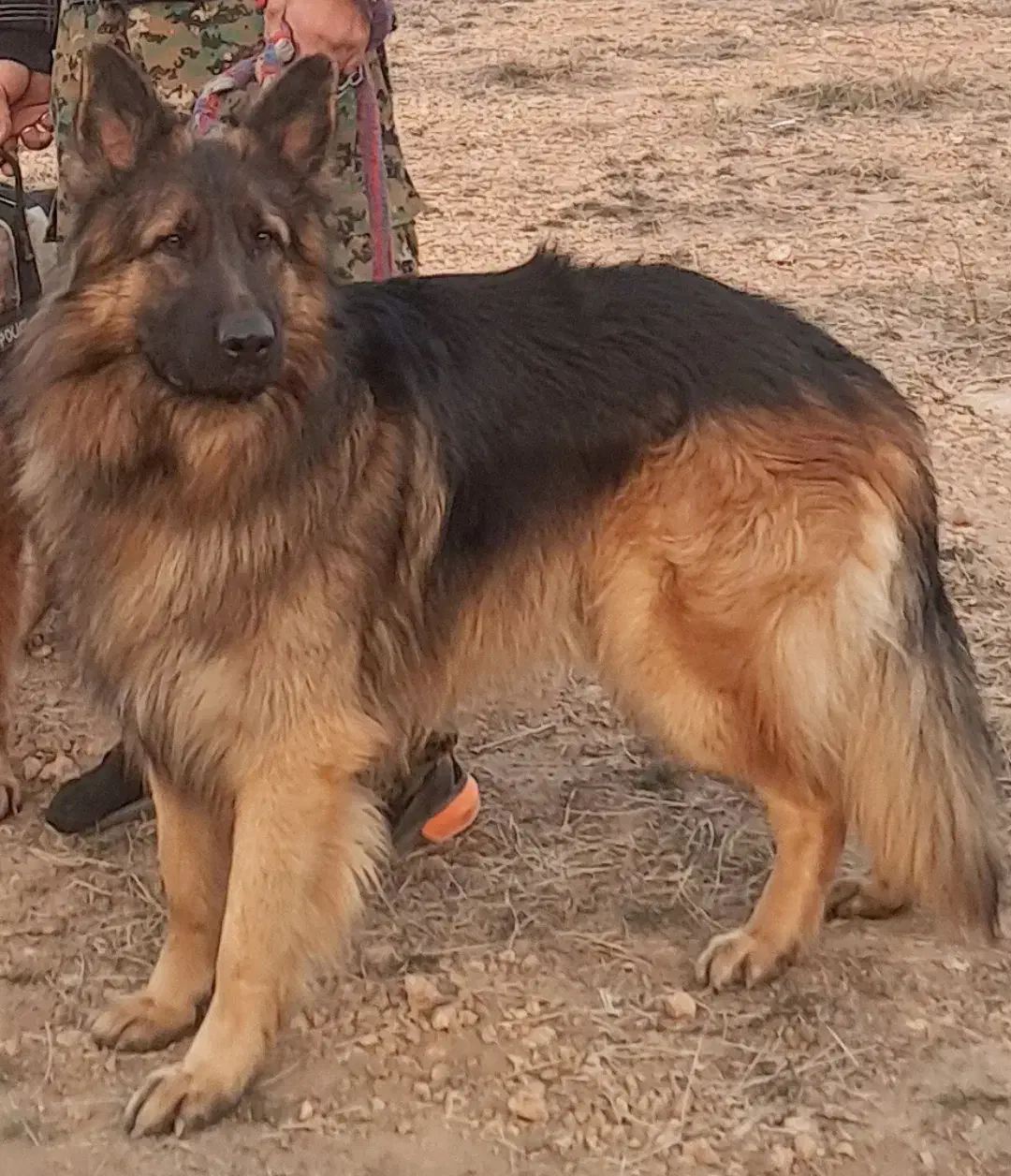 سگ ژرمن شپرد نر|سگ|تهران, قنات‌کوثر|دیوار