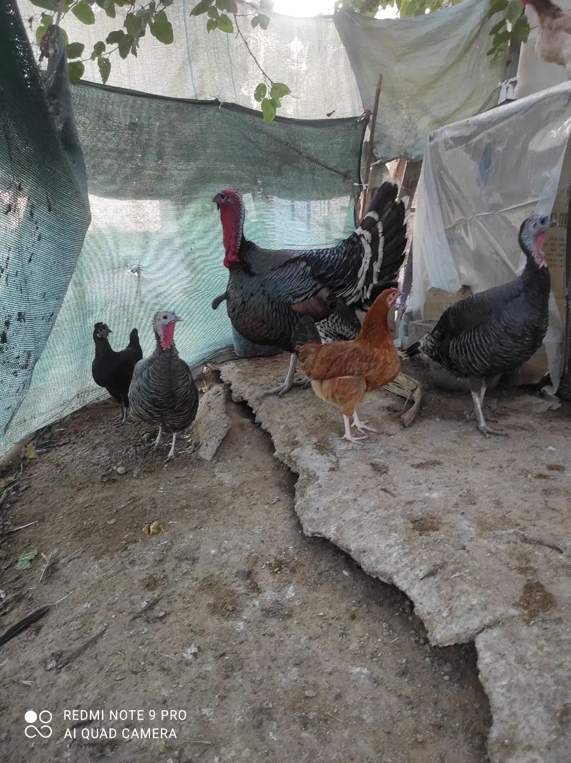 بوقلمون نر سنگین|حیوانات مزرعه|بندر گناوه, |دیوار