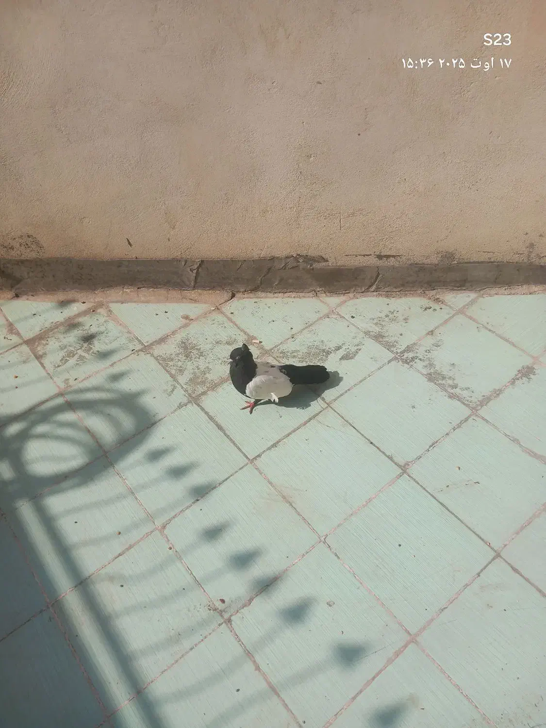 کفترسینه ای|پرنده|قم, یزدان‌شهر|دیوار
