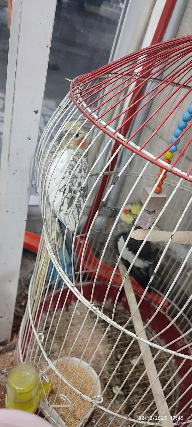 عروس هلندی های نر و ماده همه بالغ بالای دوسال|پرنده|بابل, |دیوار