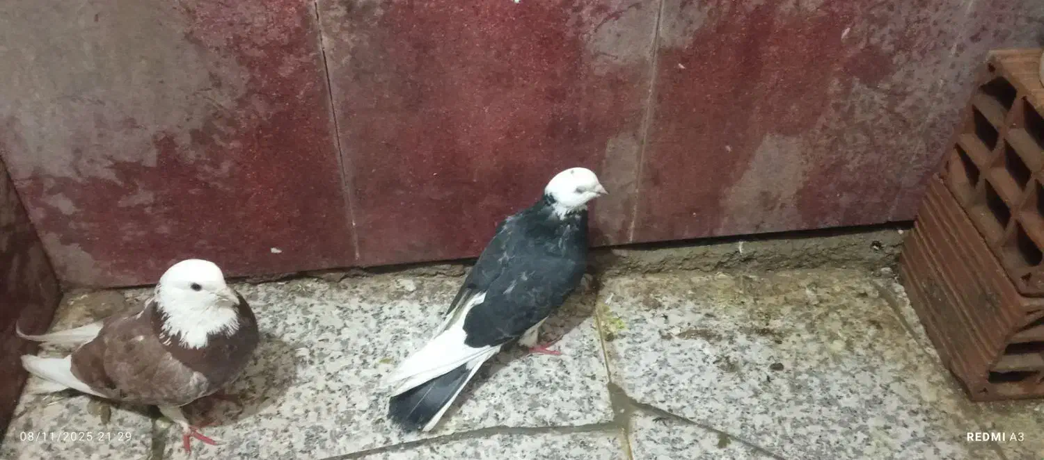 کبوتر ،کفتر سالم به شرط|پرنده|گرگان, |دیوار