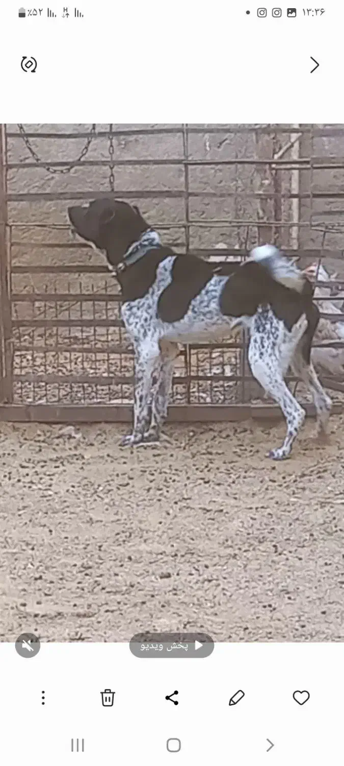 توله سگ|سگ|شهرکرد, |دیوار