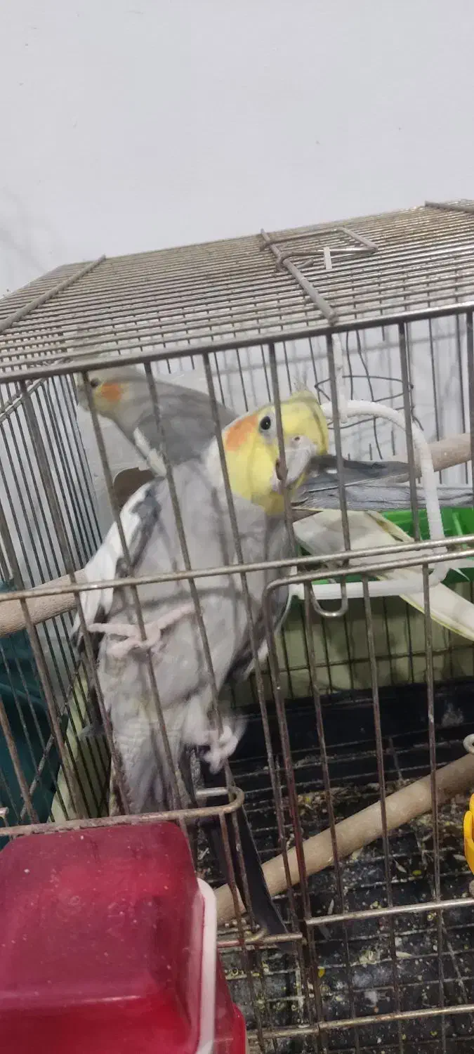 جوجه عروس هلندی|پرنده|پاکدشت, پاکدشت (مامازند)|دیوار