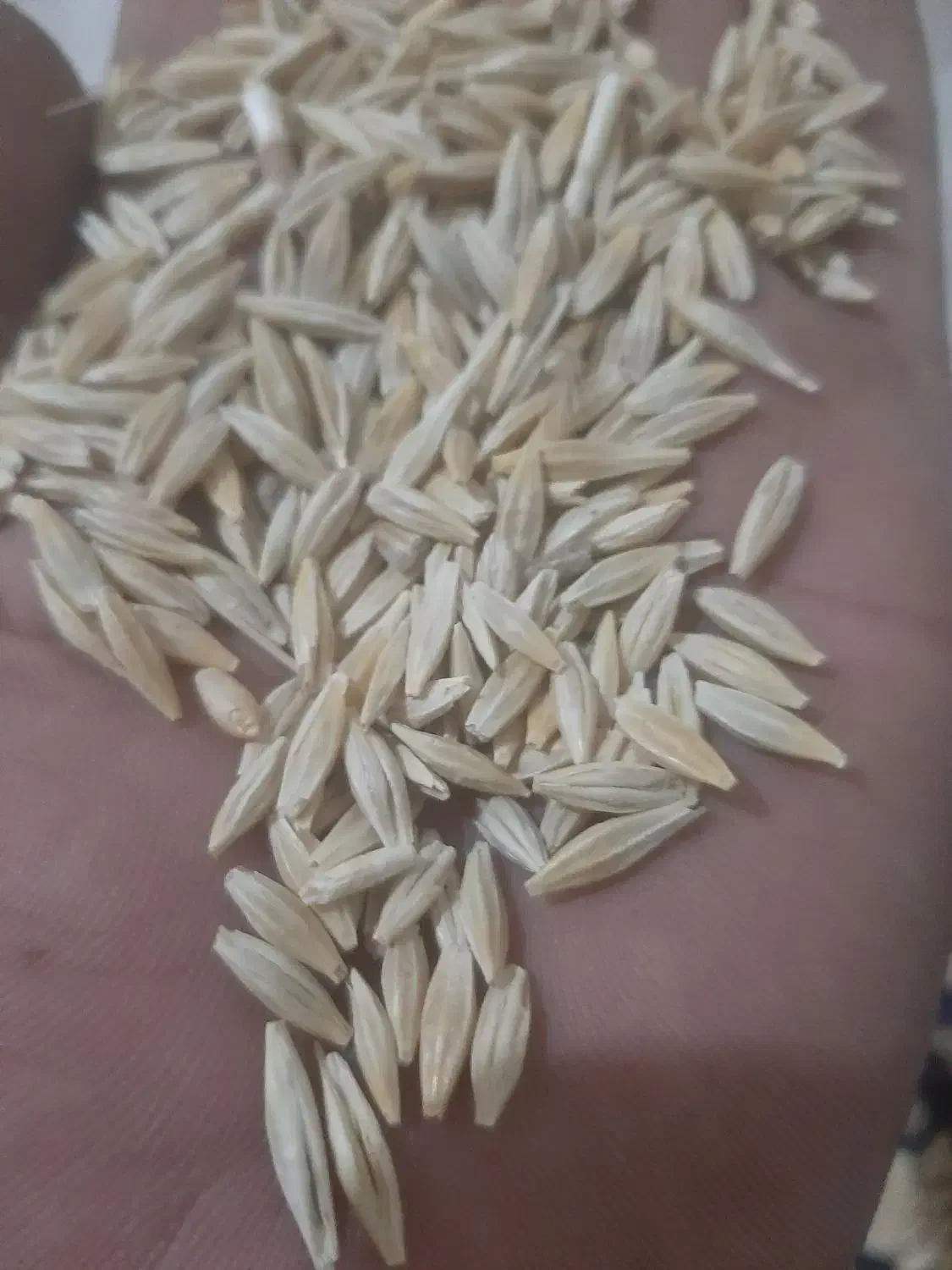 جوو دیم|لوازم جانبی حیوانات|سنقر, |دیوار