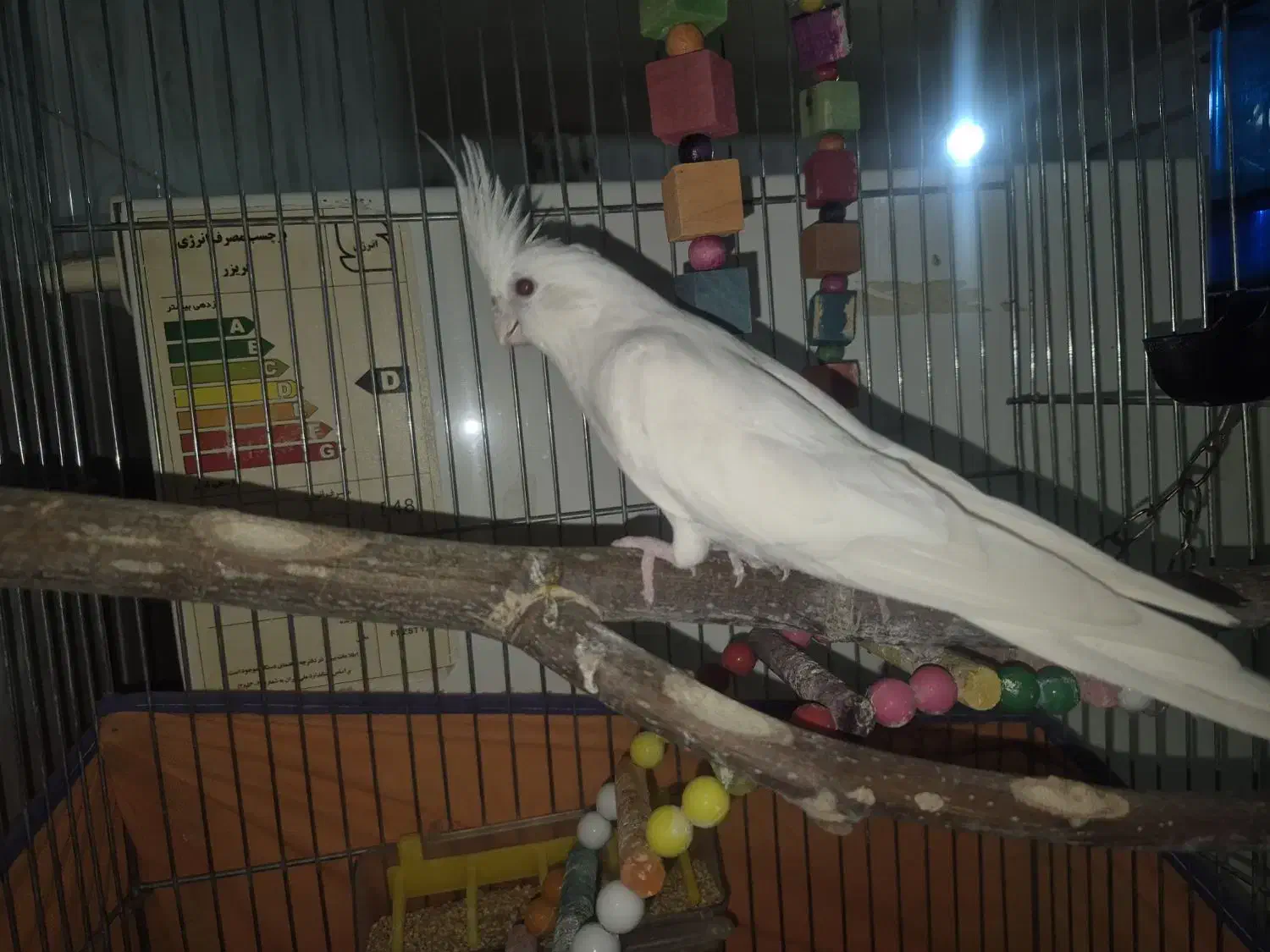 عروس هلندی آلبینو|پرنده|درگزین, |دیوار