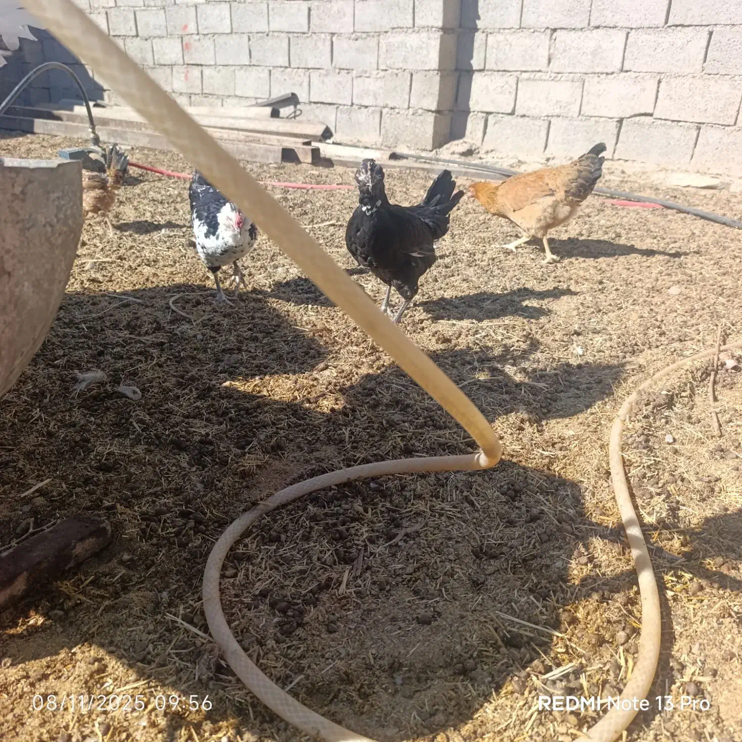 مرغ جتی اصل و گلین فروشی|پرنده|درمیان, |دیوار