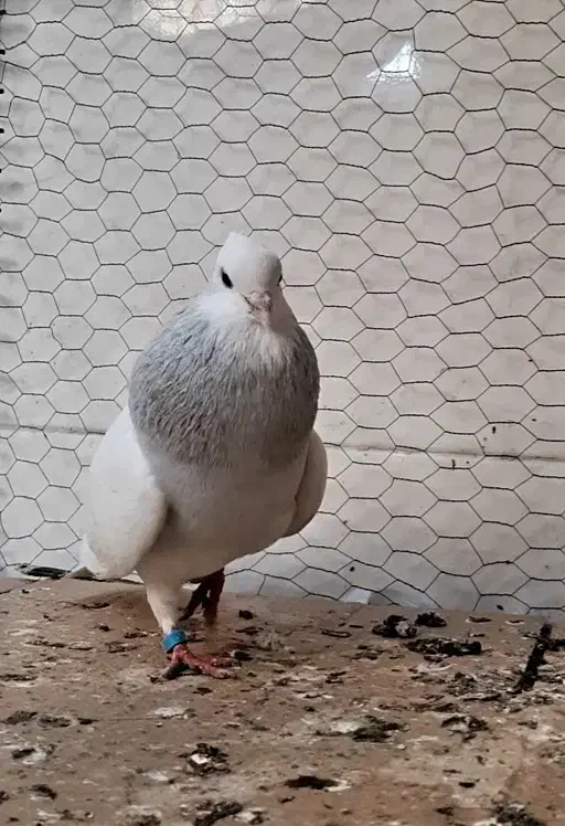 کبوتر طوقی ابی نر|پرنده|آمل, |دیوار