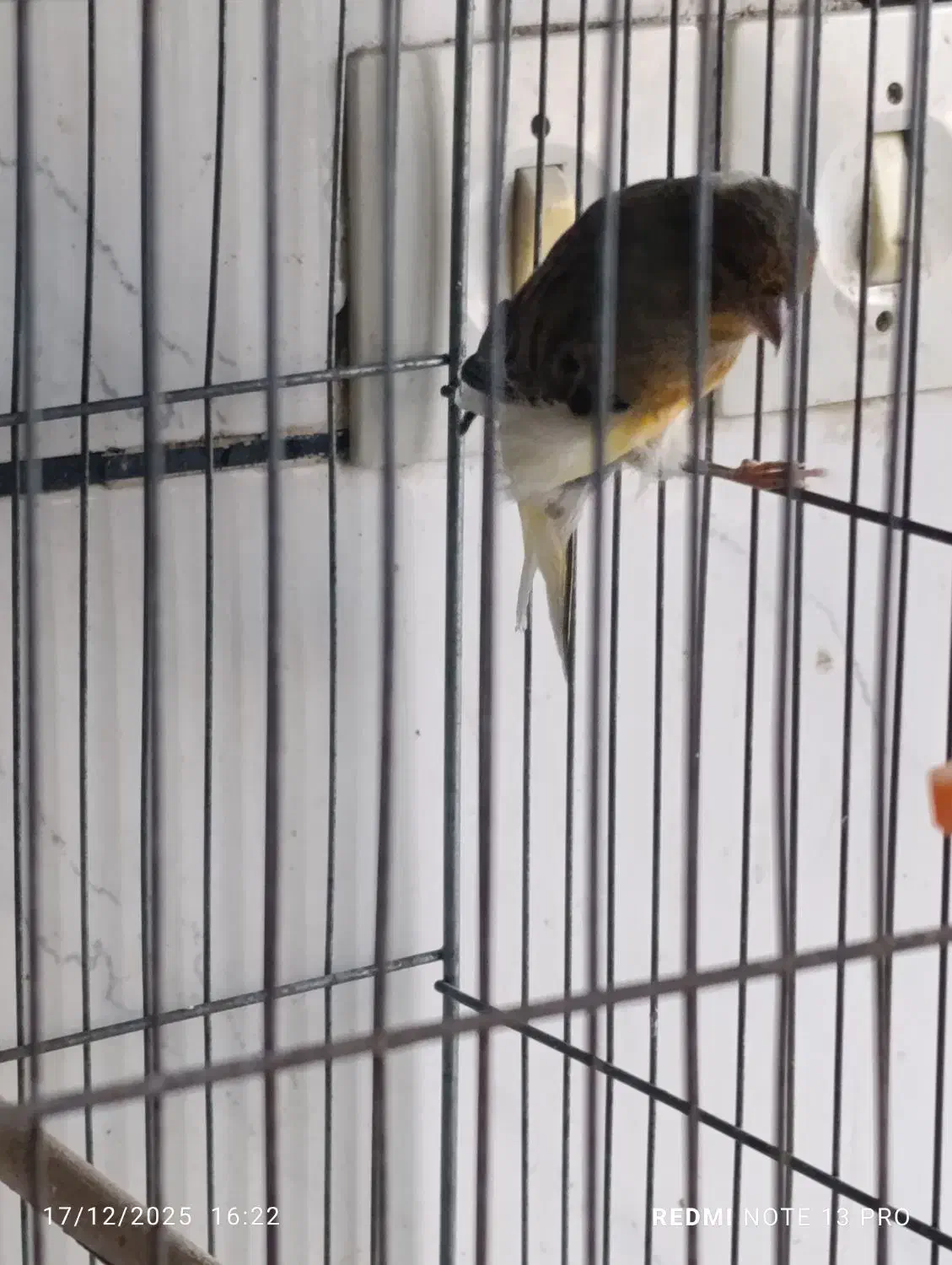 پرنده|پرنده|کرمان, |دیوار