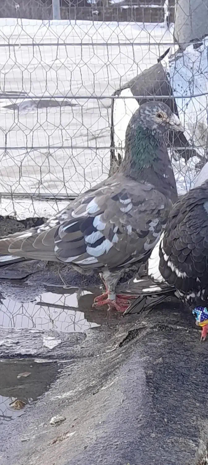 هفت رنگ نر|حراج|سبزوار, شهدا|دیوار