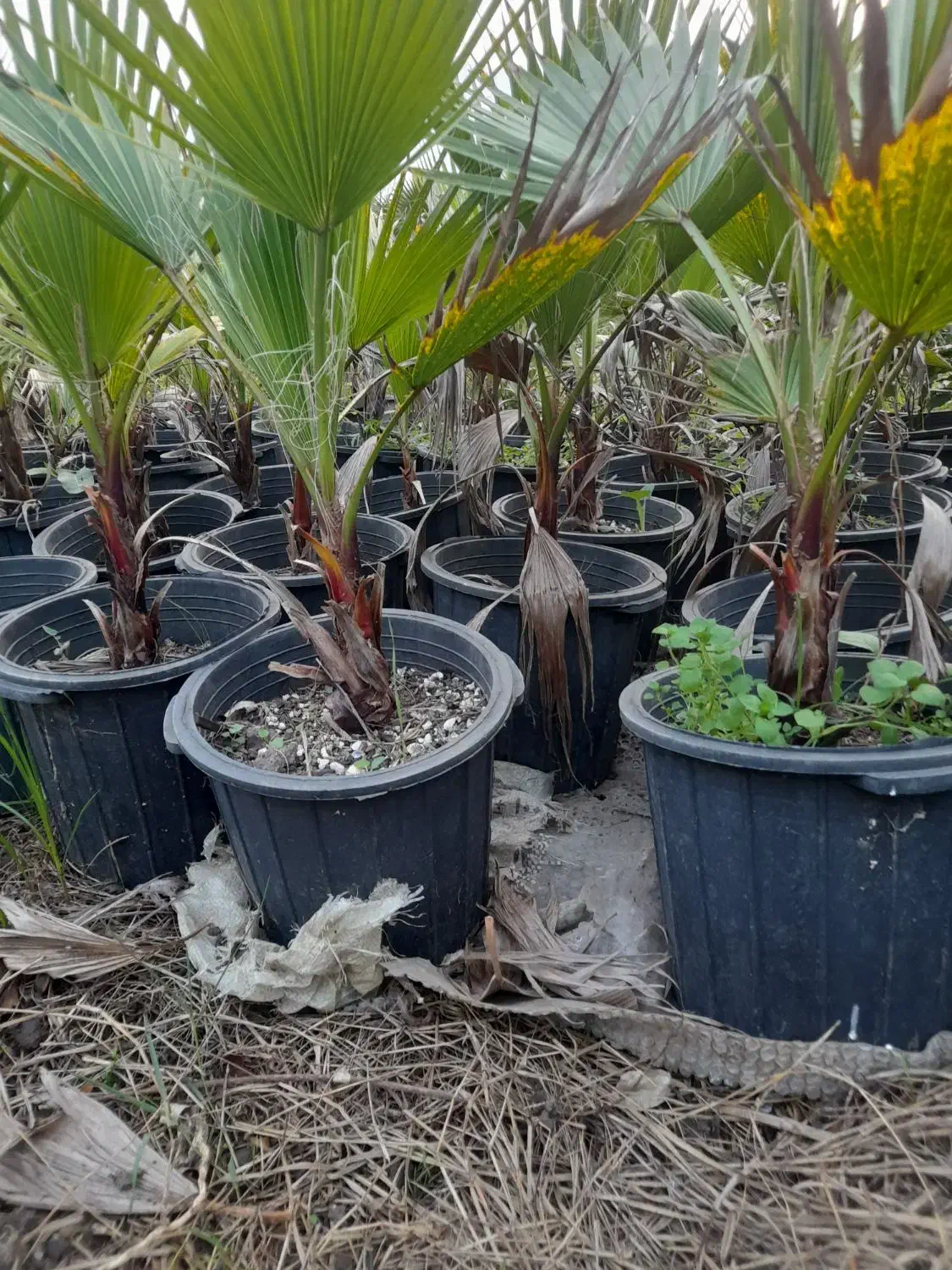 گلهایی زیبا برای فضا سازی حیاط|گل و گیاه طبیعی|چابکسر, |دیوار