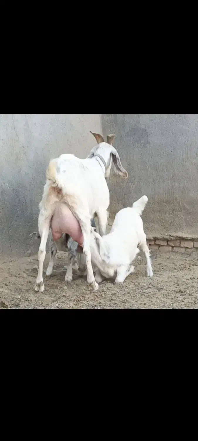 شاه بزسانن زاییده جوان3کیلوشیرچندقلوزاجنس بالایه|حیوانات مزرعه|کاشمر, |دیوار