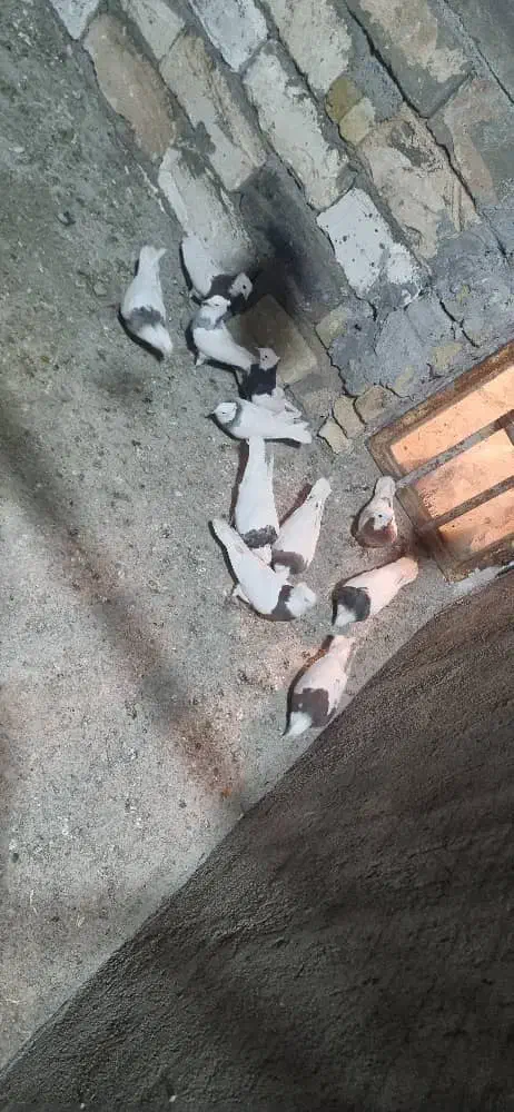 طوقی ۷رنگ|پرنده|شال, |دیوار