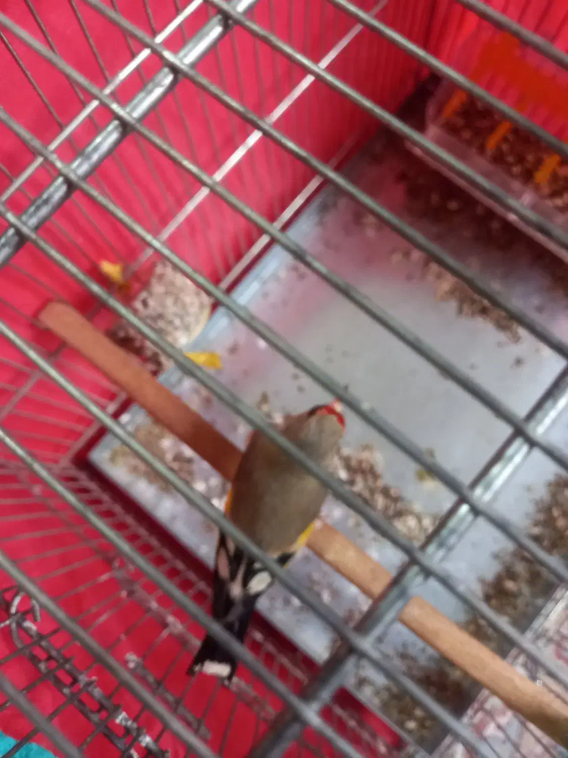 سهر و سهر قناری مست|پرنده|قم, ولیعصر|دیوار