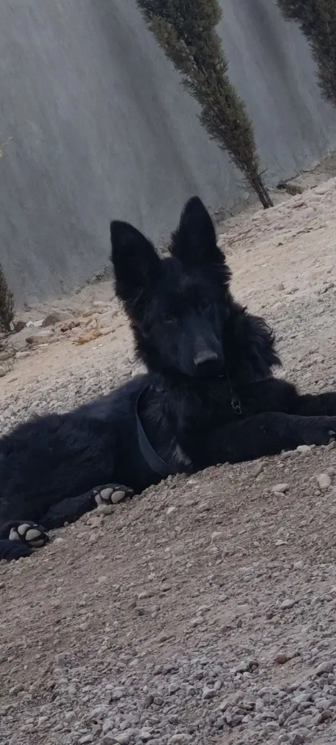 توله ژرمن بلک|سگ|شیراز, تاچارا|دیوار