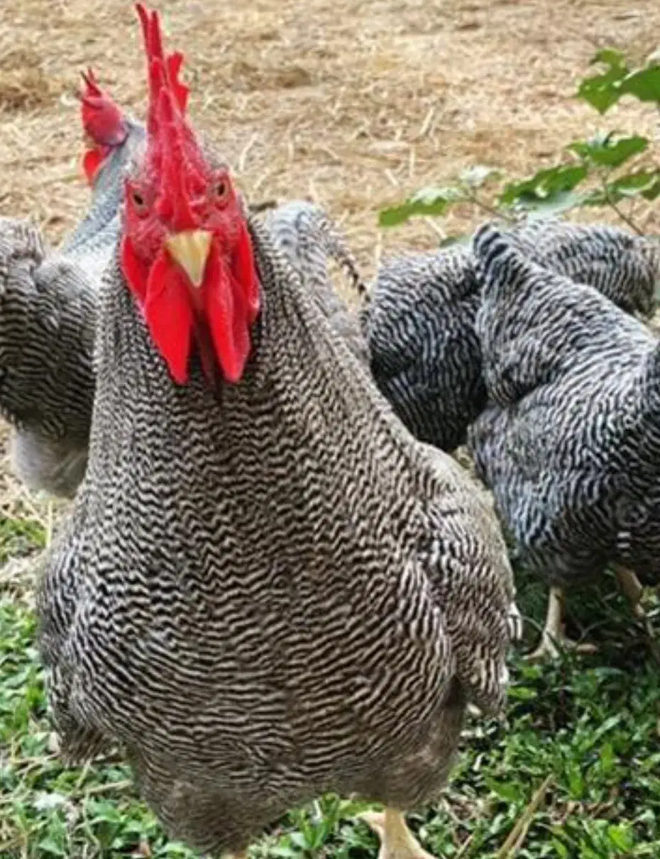 تخممرغ نطفهدار مرندی و پلیموت راک|حیوانات مزرعه|تهران, افسریه شمالی|دیوار