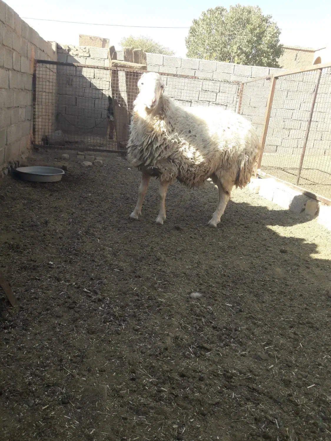 بره قوچ|حیوانات مزرعه|باشتین, |دیوار