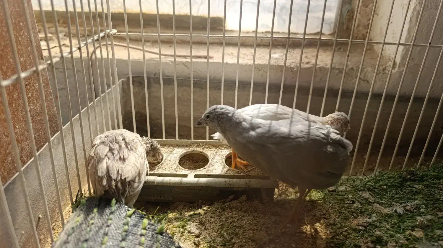 بلدرچین مینیاتوری|پرنده|بافق, |دیوار