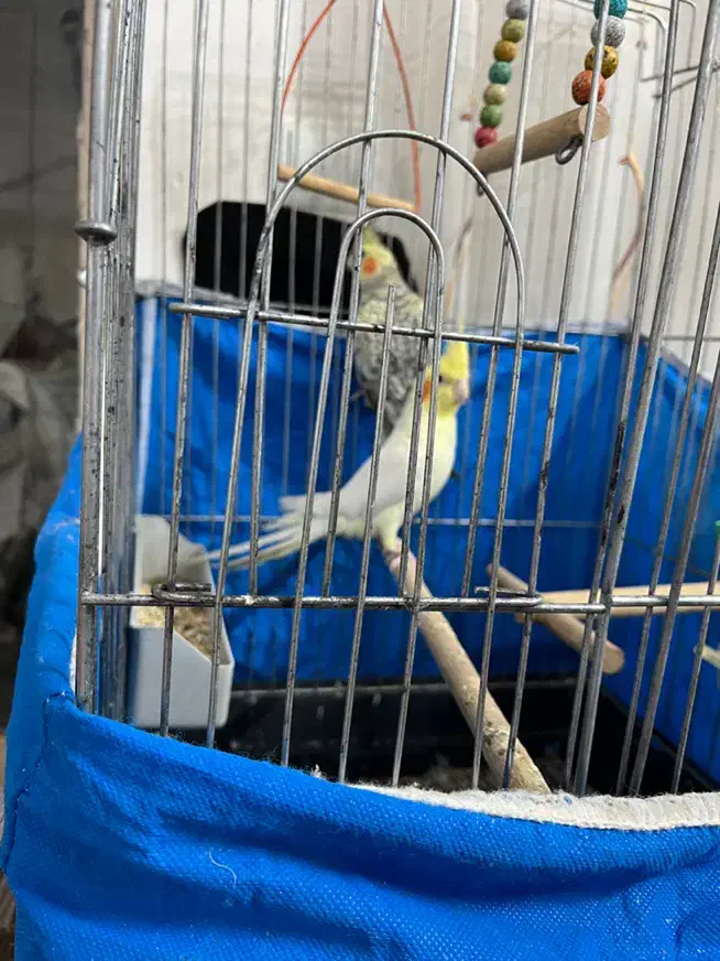 عروس هلندی|پرنده|خمینیشهر, |دیوار