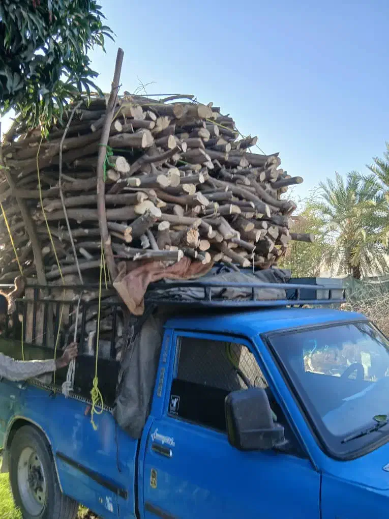 بریدن و خرید چوب لیمو از باغ دار|خدمات باغبانی و درختکاری|رودان, |دیوار