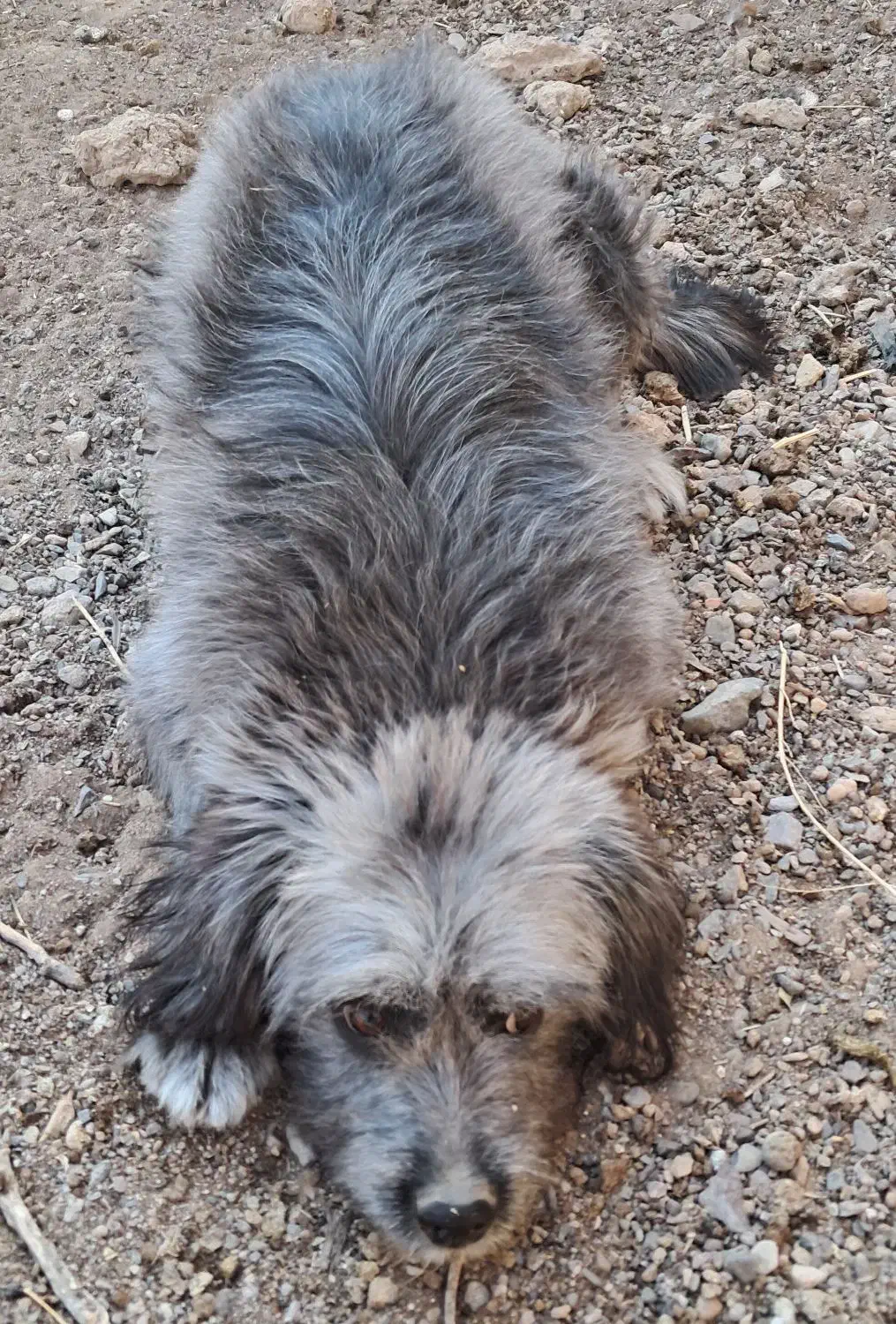 پاپی فروشی|سگ|رشتخوار, |دیوار