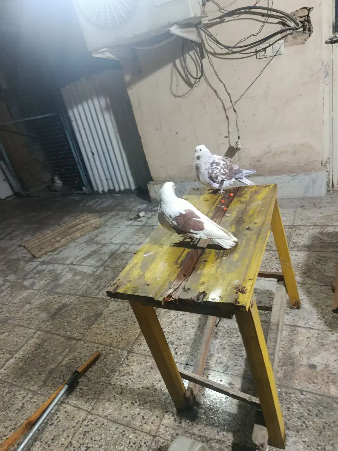 یک جفت نر ماده به فروش می‌رسد|پرنده|تهران, افسریه جنوبی|دیوار