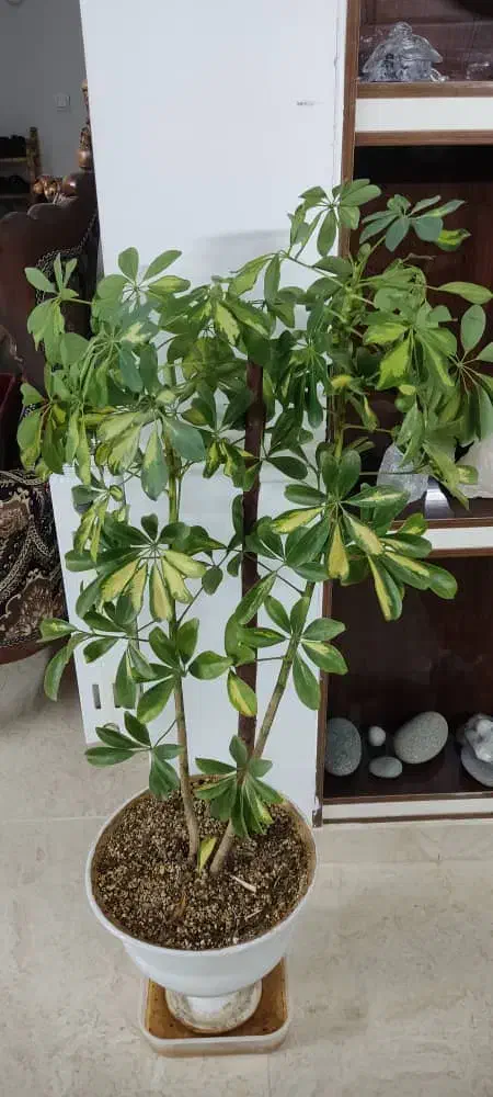 گل آپارتمانی|گل و گیاه طبیعی|یزد, |دیوار