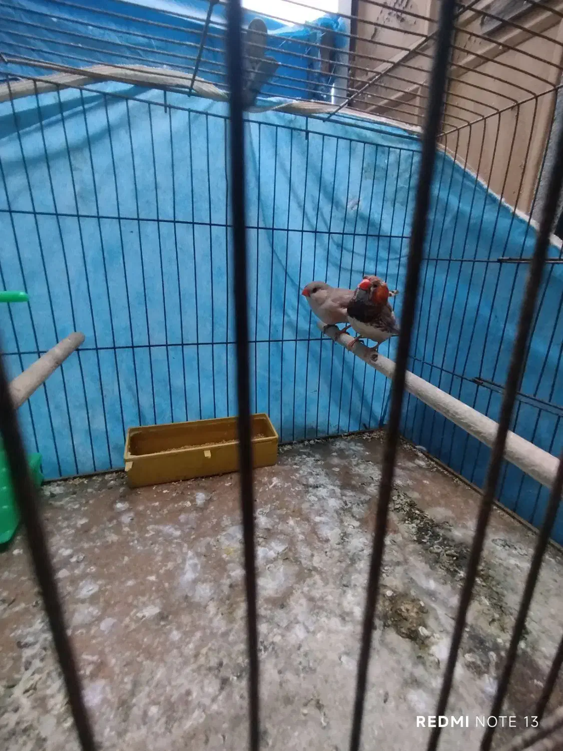 فنج اورنج فروشی|پرنده|بندرعباس, |دیوار