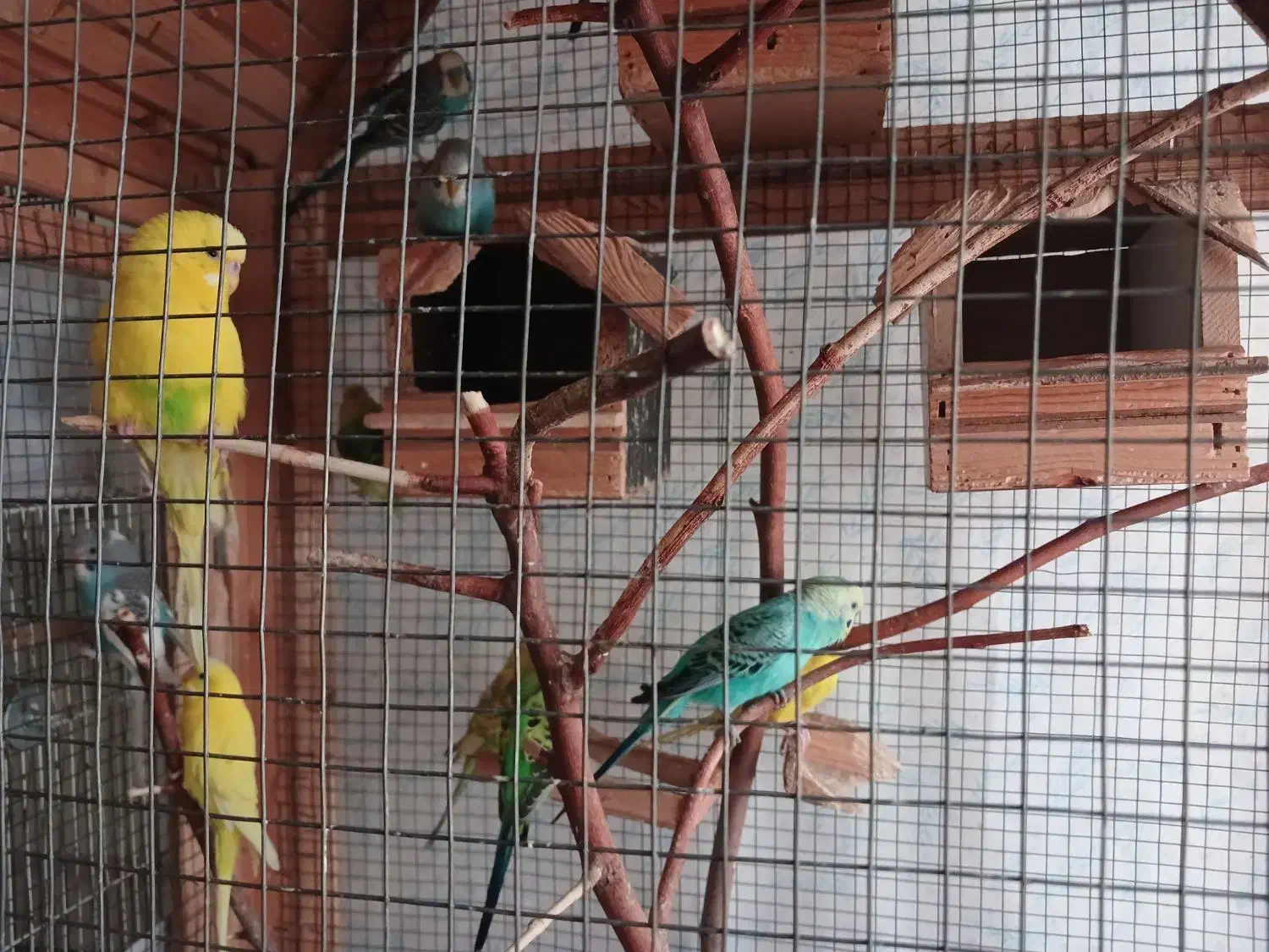 پرنده مرغ عشق|پرنده|ری, دولت‌آباد|دیوار