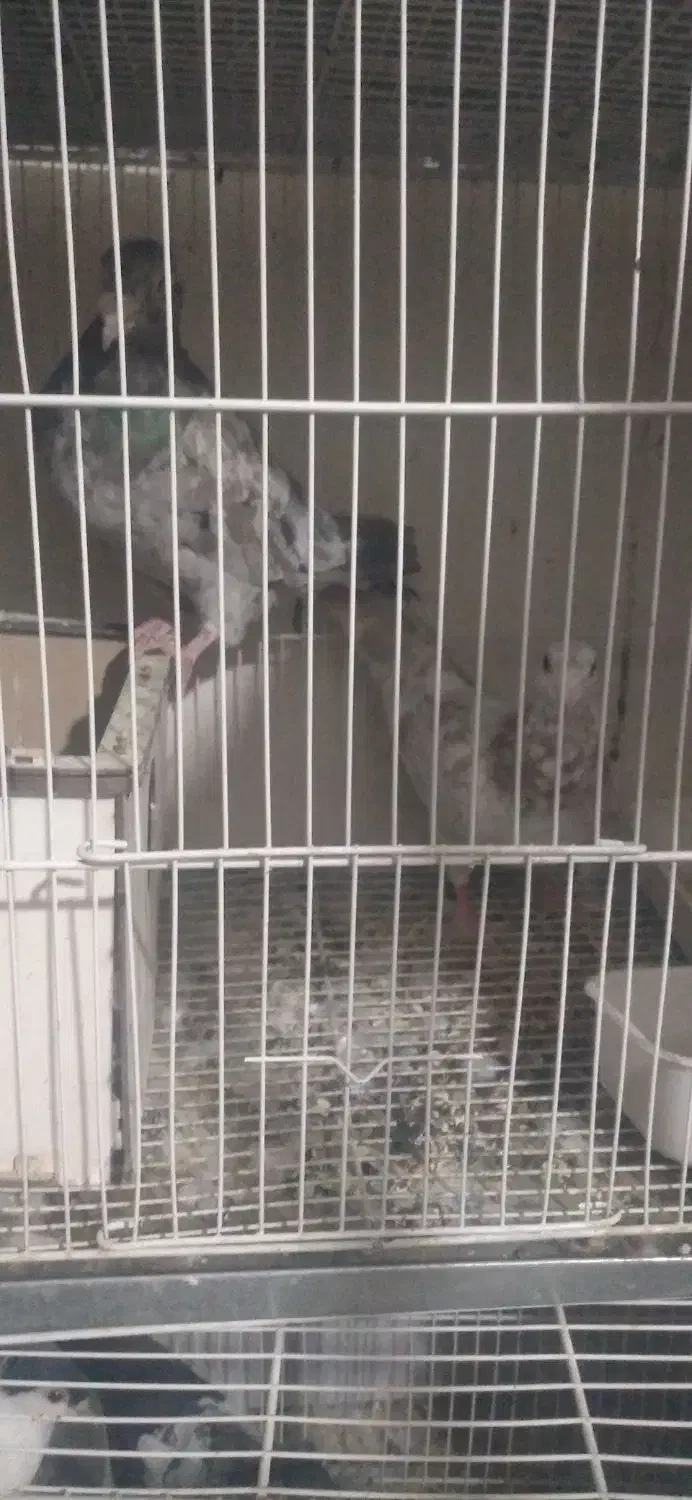 همه جفتی به شرط پرش وجوجه|پرنده|شیروان (خراسان), |دیوار