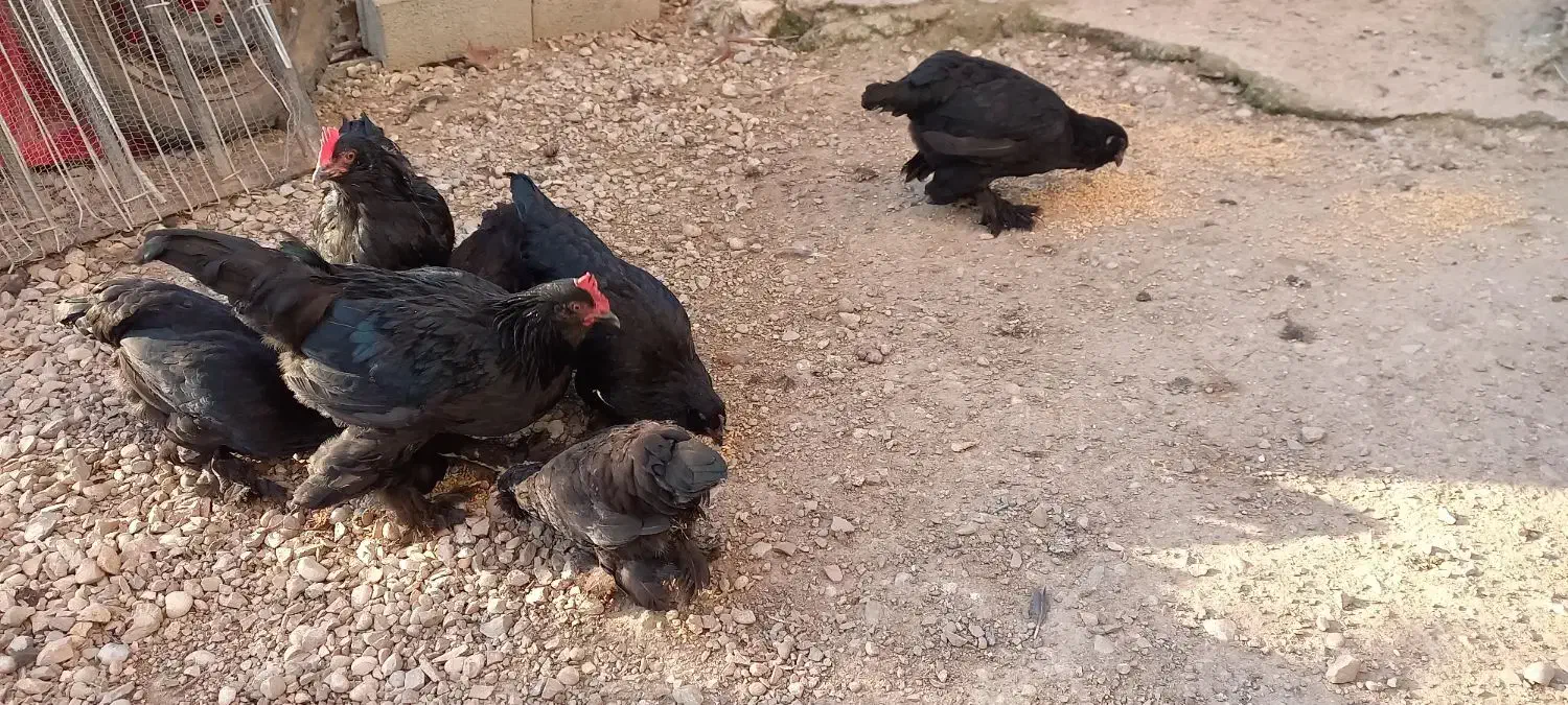 مرغ و خروس مرندی اصیل|حیوانات مزرعه|ساری, |دیوار