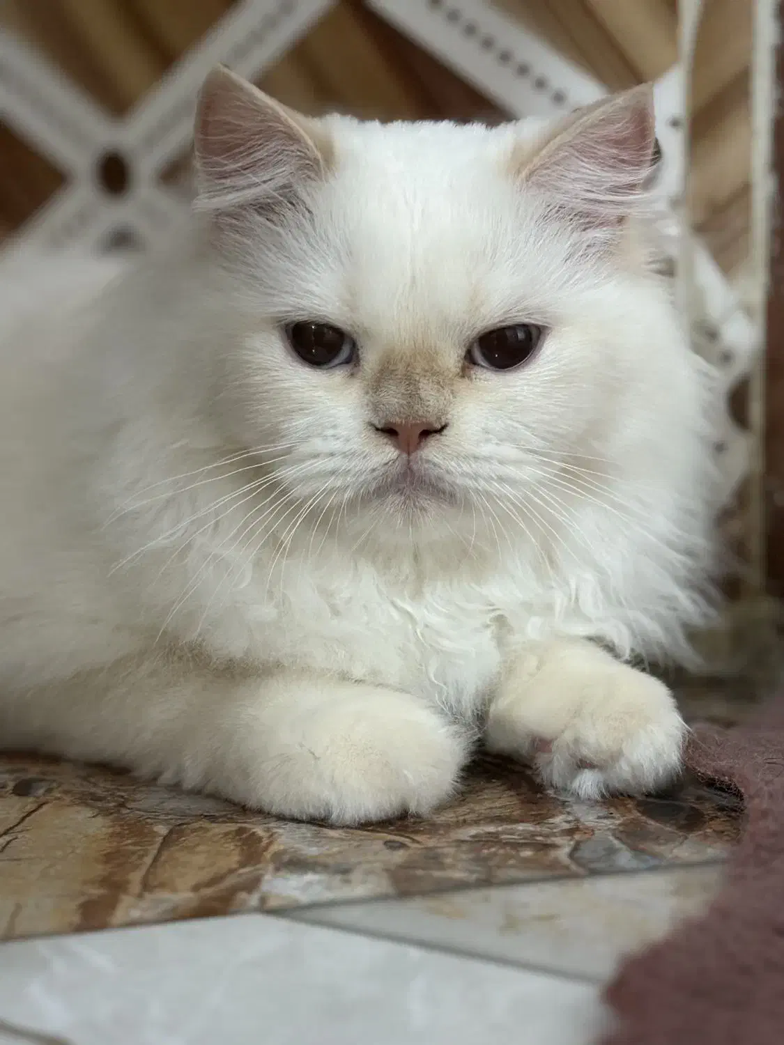 گربه پرشین سفید|گربه|بندر کنگان, |دیوار