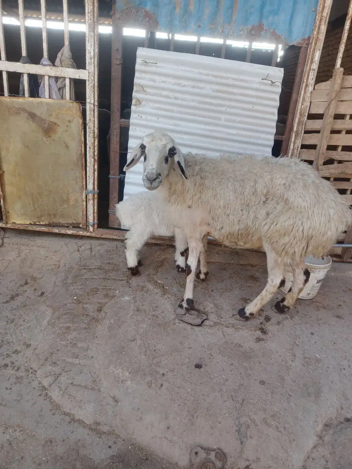 گوسفند بره دار|حیوانات مزرعه|گنبد کاووس, |دیوار