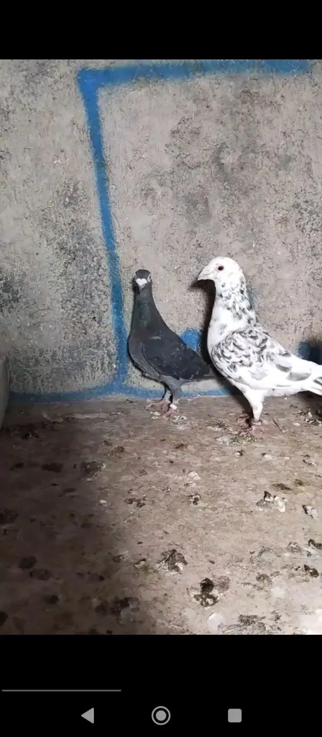 کفتر|پرنده|گلستان (تهران), |دیوار