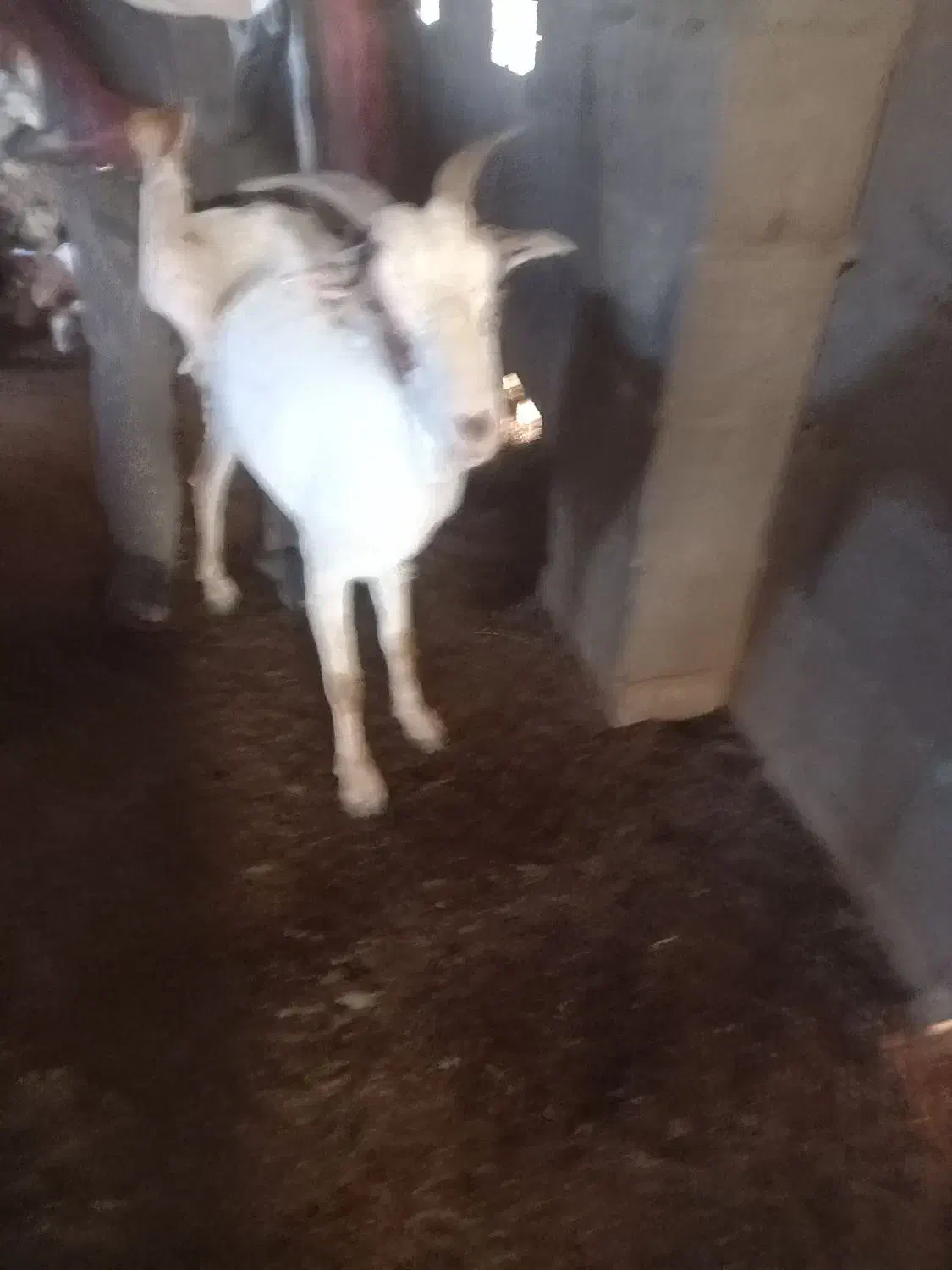 گوسفند|حیوانات مزرعه|توکهور, |دیوار