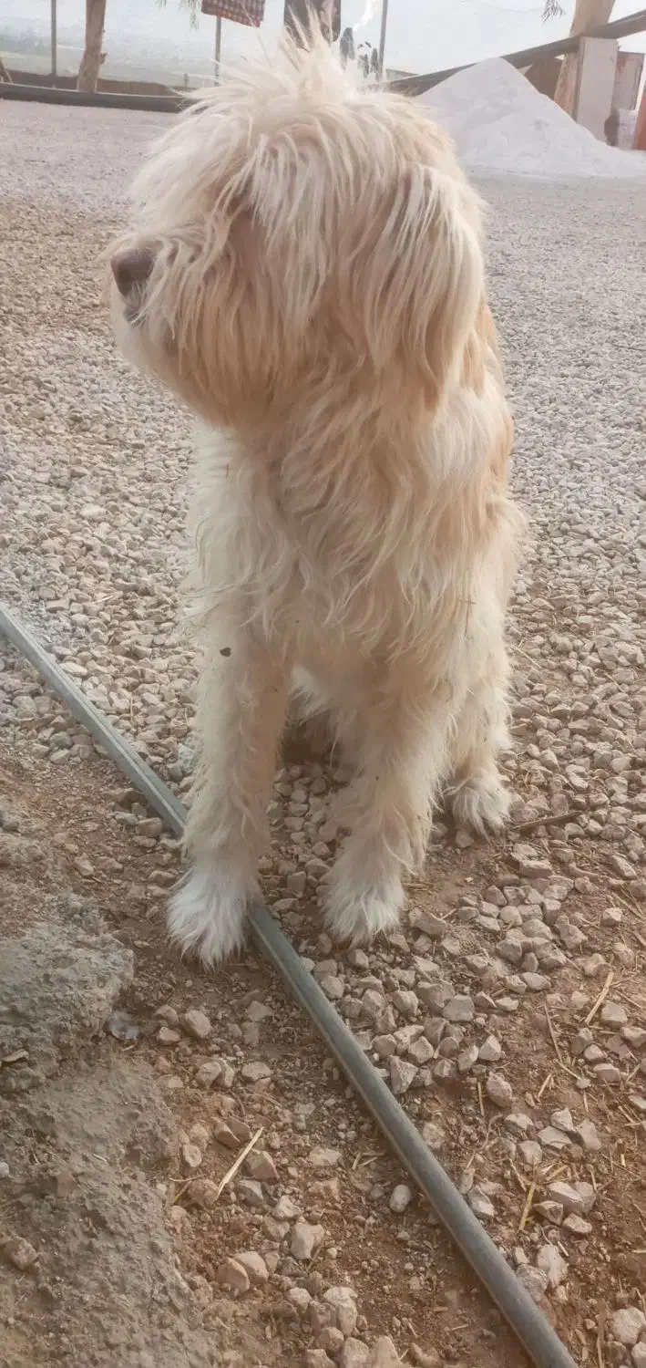 سگ ب|سگ|سرپل ذهاب, |دیوار