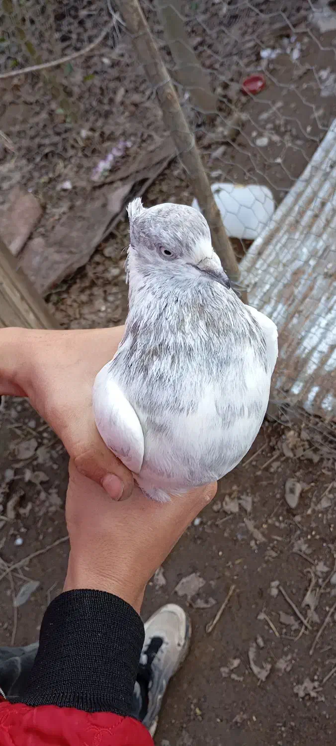 کفتر نر قوی|پرنده|آستانه اشرفیه, |دیوار