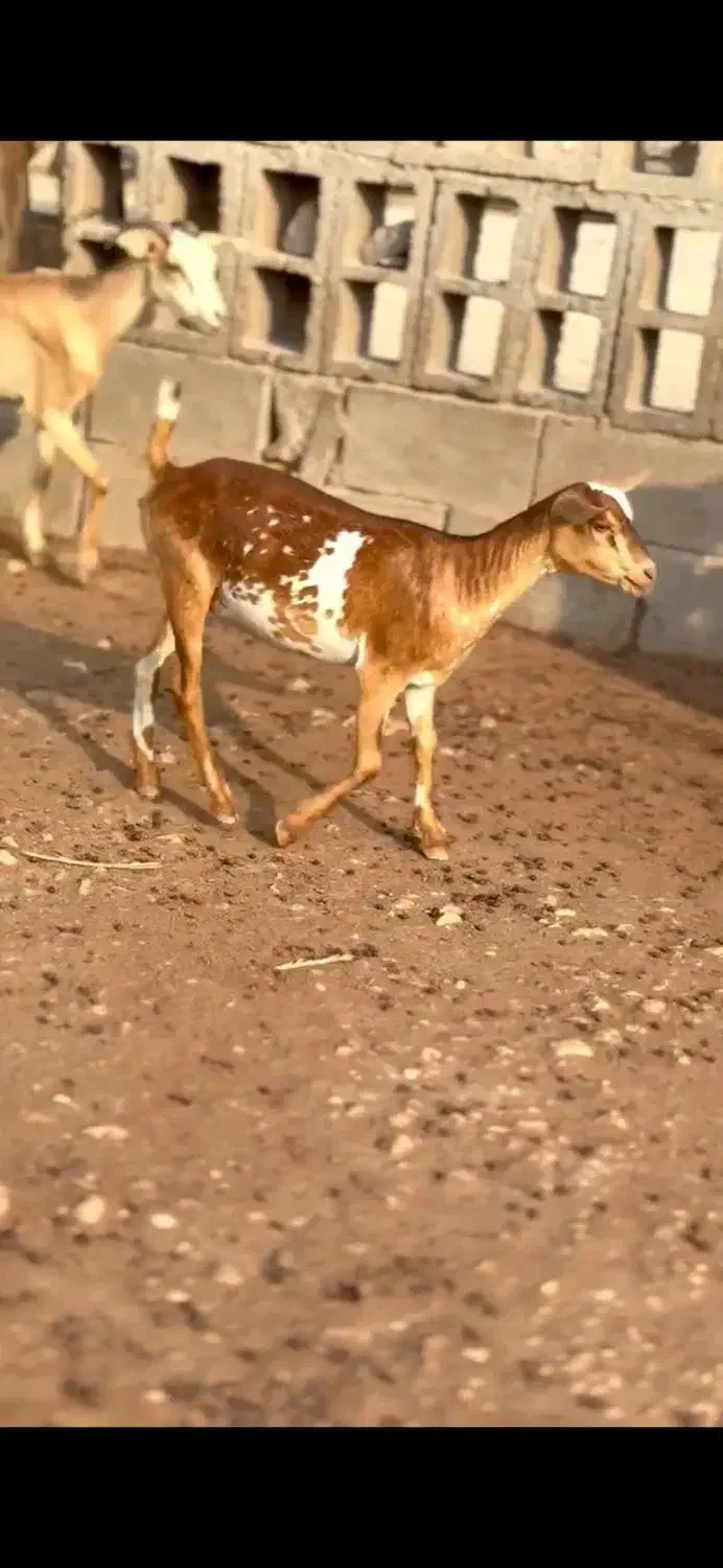 خالث|حیوانات مزرعه|رشت, امین الضرب|دیوار