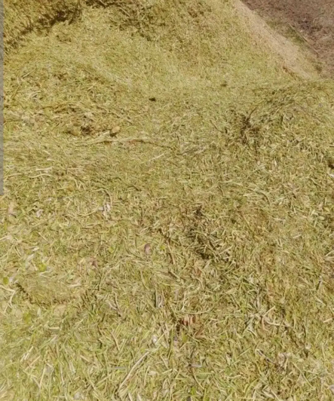 کاه عدس|لوازم جانبی حیوانات|یاسوج, |دیوار