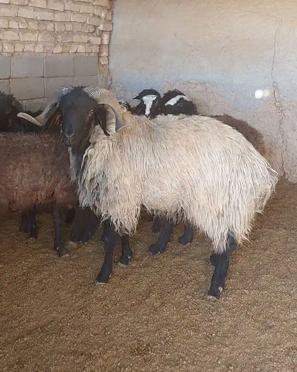 فروش یک قوچ بذری لاشه دار ششده وقربلاغ فسا،شیراز|حیوانات مزرعه|ششده و قره بلاغ, |دیوار