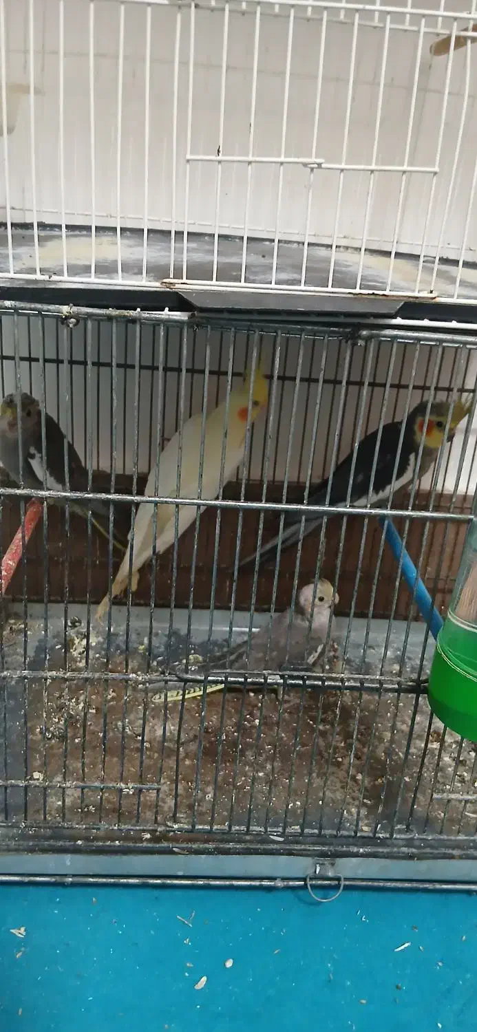 عروس هلندی|پرنده|مشهد, شهرک مهرگان|دیوار