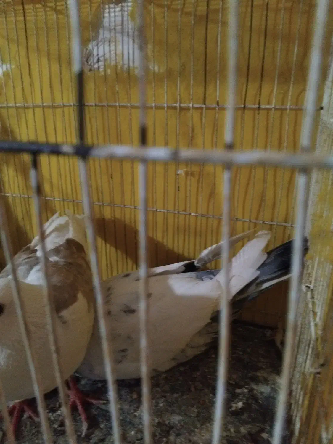 سینه وساده|پرنده|مشهد, مشکینی (شهرک غرب)|دیوار