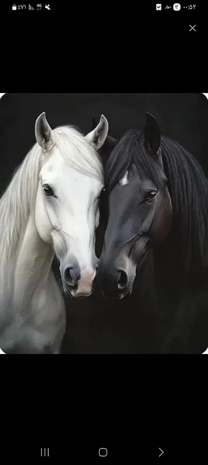 ااسب|اسب و تجهیزات اسب‌سواری|اصفهان, ارداجی|دیوار