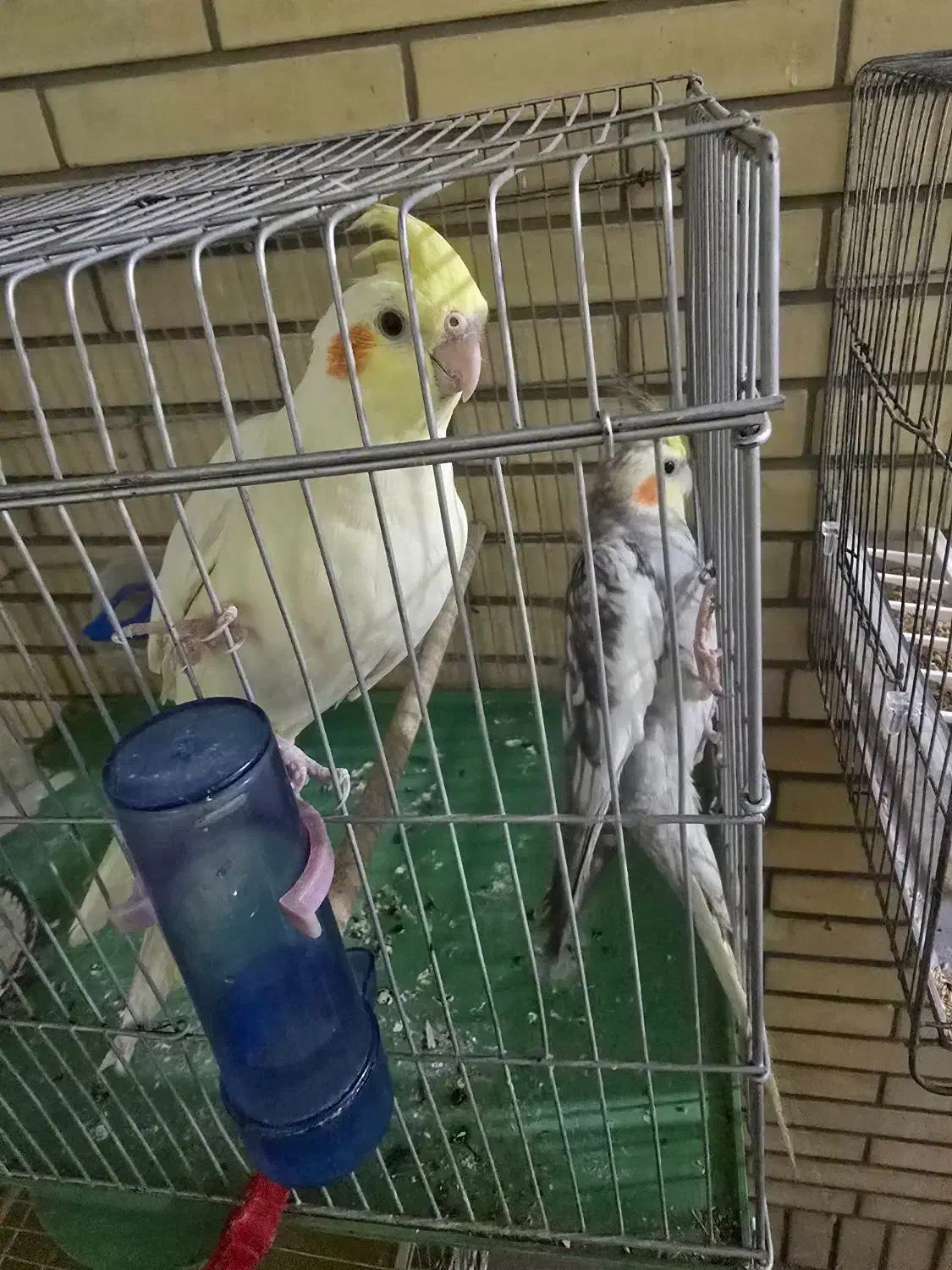 عروس هلندی|پرنده|شیراز, جانبازان|دیوار