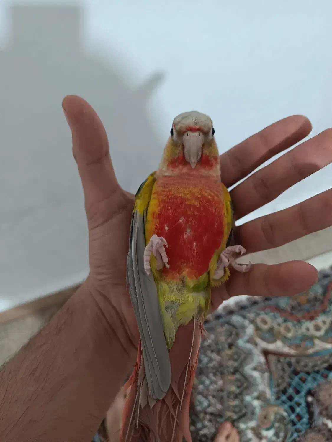 گرینچیک|پرنده|قیدار, |دیوار